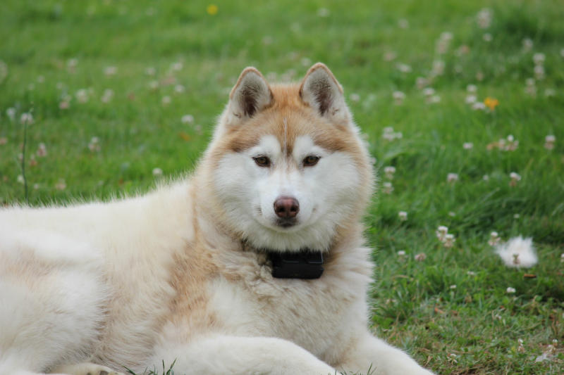 what is the price of husky dog in india