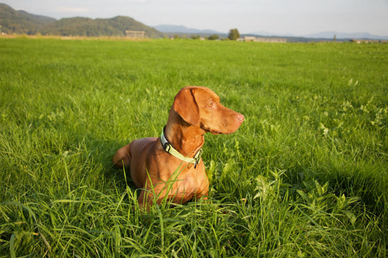 what is the average price for a vizsla puppy