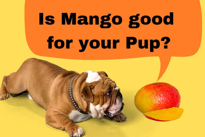 are mangoes safe for dogs to eat