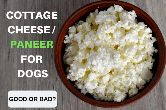 Can Dogs Eat Paneer Cottage Cheese