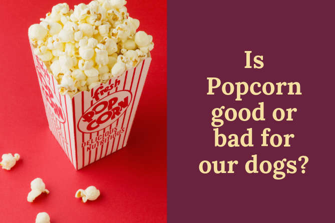 is kettle corn bad for dogs