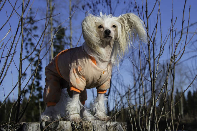 does the chinese crested dog attack humans