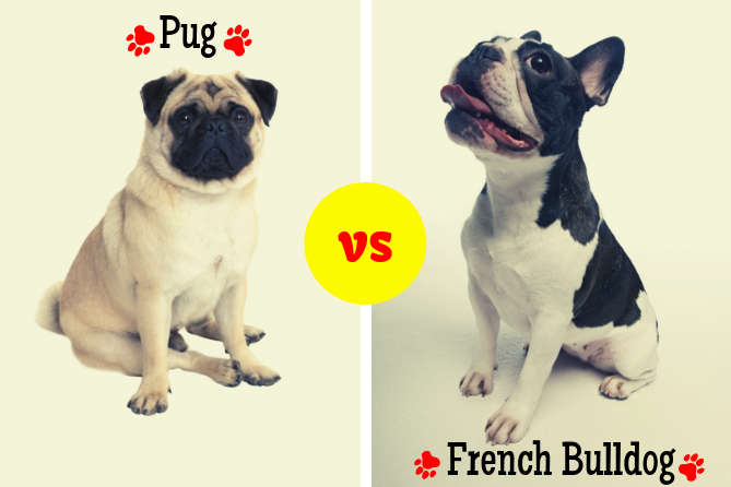 are pugs and french bulldogs similar